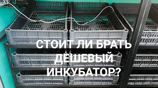 ЧТО БУДЕТ ЕСЛИ КУПИТЬ ДЕШЕВЫЙ ИНКУБАТОР?