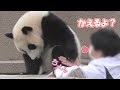 【おててチョンチョン♥】楓浜🍁かわいく帰宅拒否ｗ【子パンダ】Giant Panda -Fuhin-