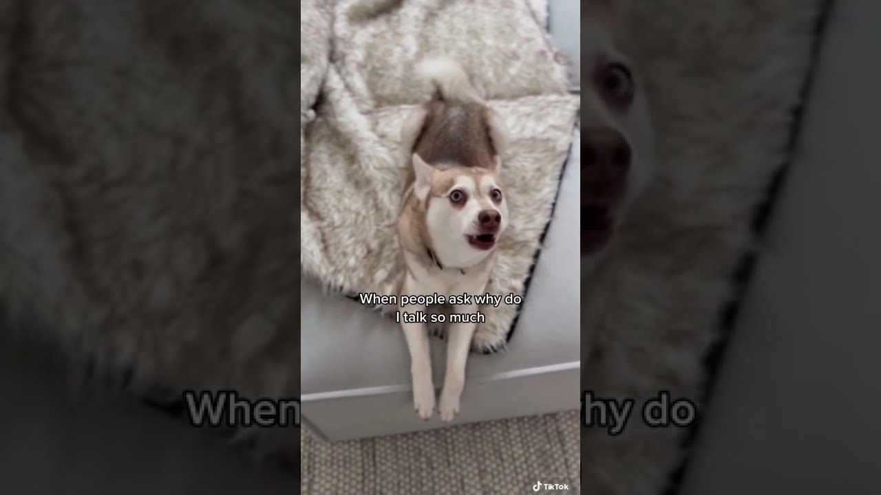 When People Ask Why My Mini Husky Talks SO MUCH 