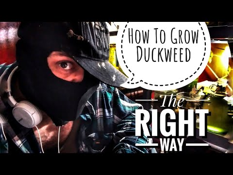 فيديو: كيف ينمو الطحلب البطي؟