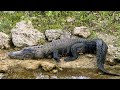 #Florida #Everglades #Adventure!! #nature  #alligators #wildlife #skunkape @SoulRoadFL 