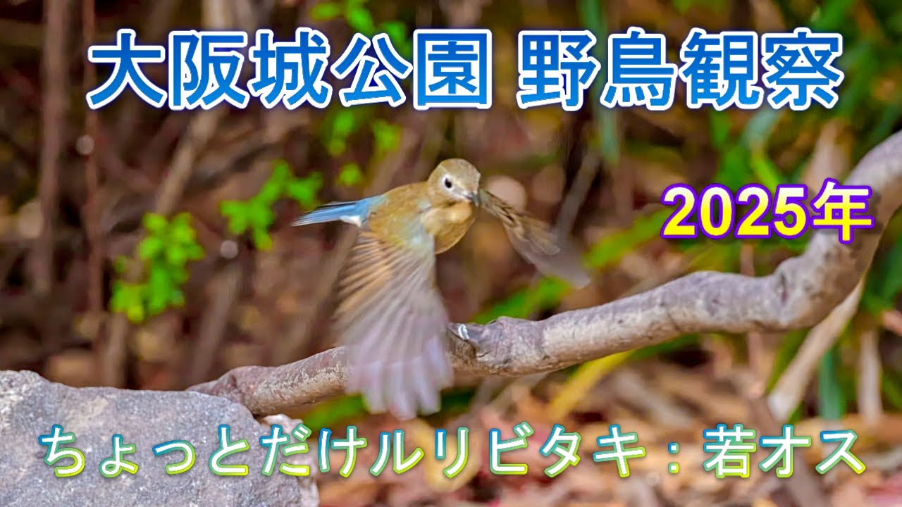 2025/11/19 大阪城公園 野鳥観察【ちょっとだけルリビタキ:若オス】