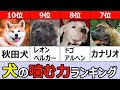 犬の咬合力ランキングTOP10