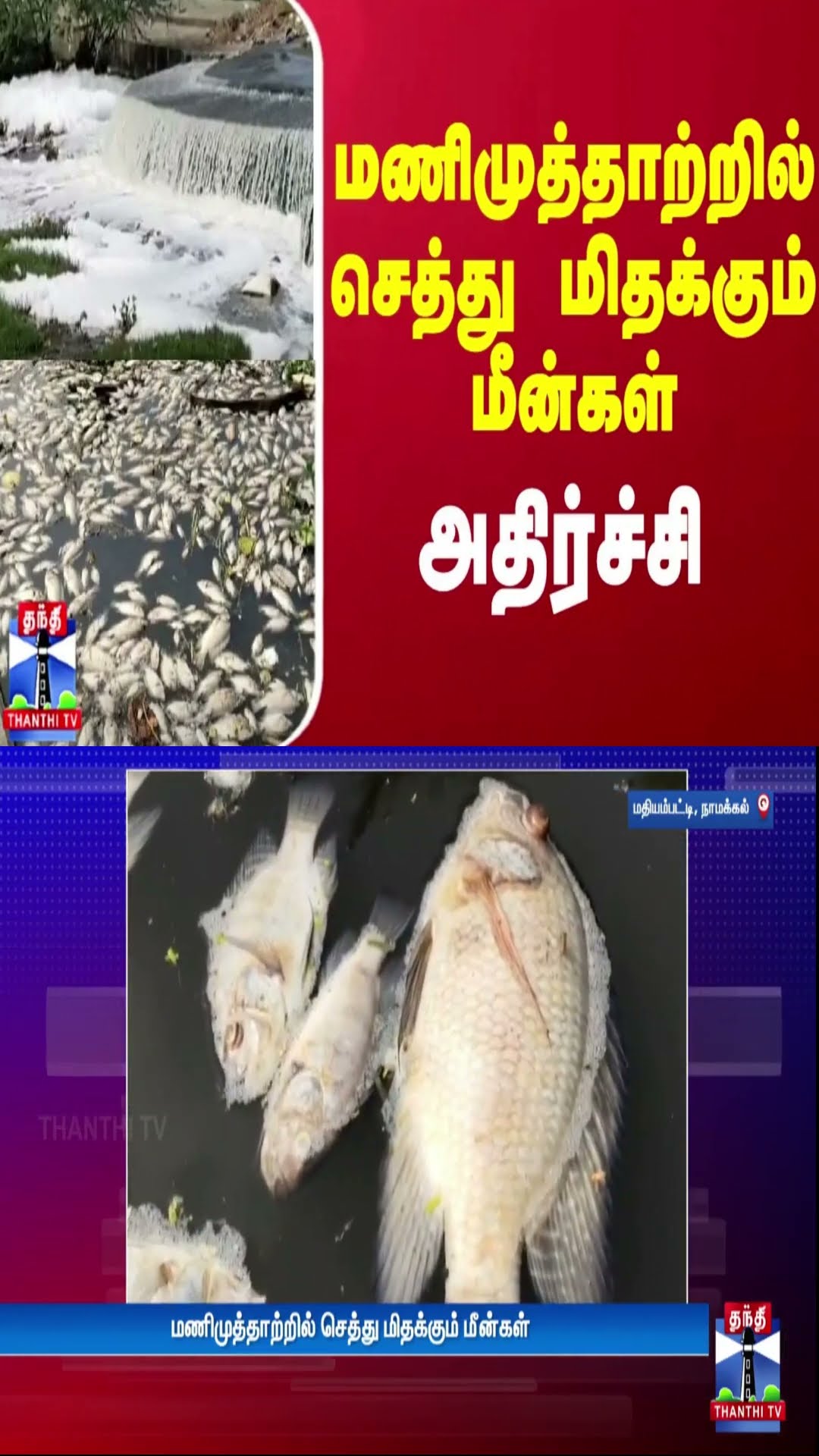 மணிமுத்தாற்றில் செத்து மிதக்கும் மீன்கள் - அதிர்ச்சி | Namakkal