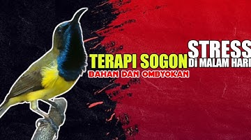 Terapi SOGON DiMalam Hari Cocok Untuk SOGON MACET STRESS