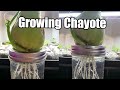 How to grow a chayote squash fast and easy/shorts