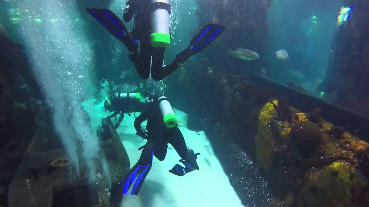 9.5.15 Downtown Denver Aquarium Dive 2 YouTube
