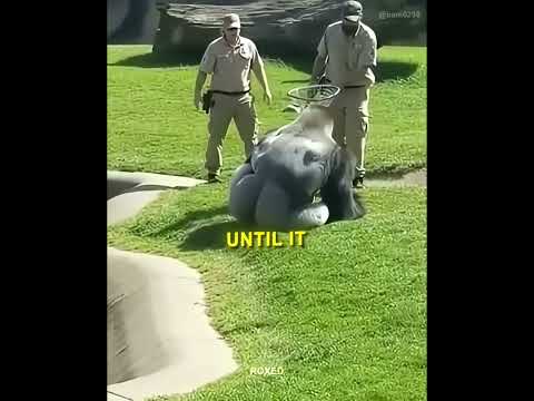 Gorilla Loves Robin and Her Chicks ❤️