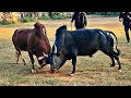 Pring mut pasyih  triang thadsnie  iadaw masi today  bullfighting