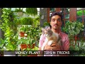 Money plant tips n tricks | Healthy growth