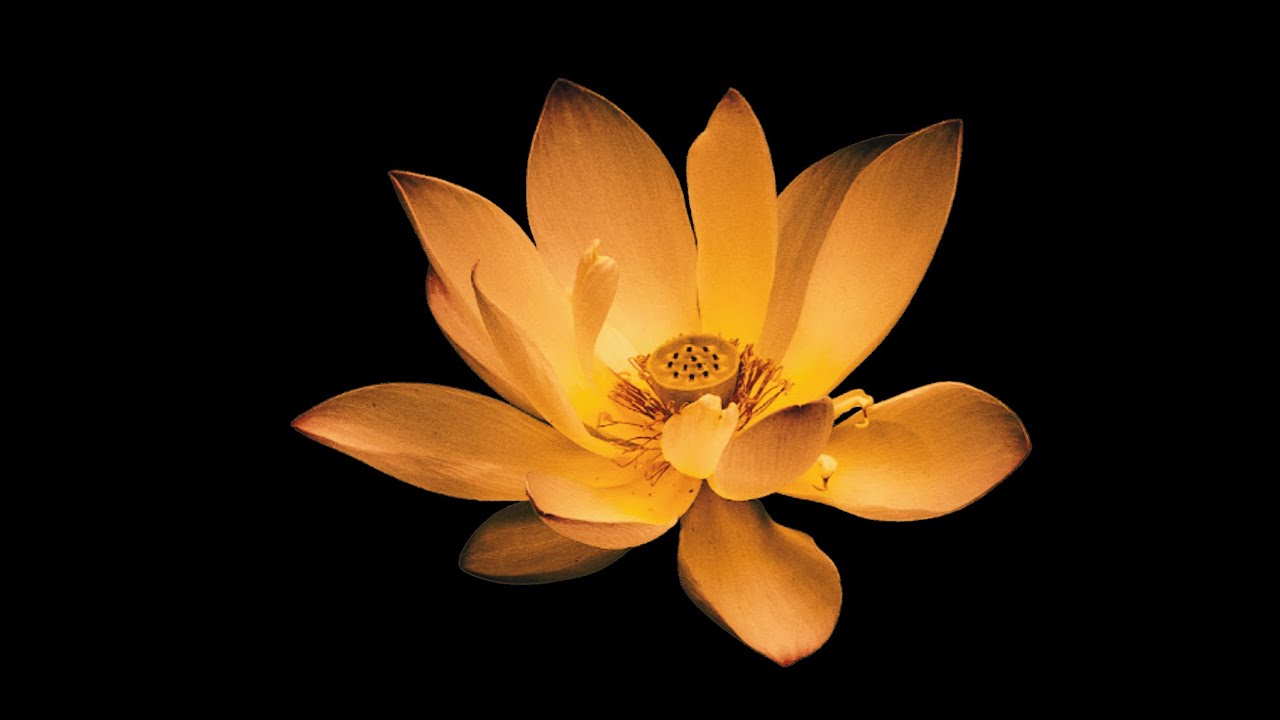 🌸 TẠI SAO ĐẠO PHẬT DÙNG BIỂU TƯỢNG HOA SEN?