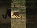 Le guépard, maître de la course, peut parcourir 7 mètres en une seule foulée