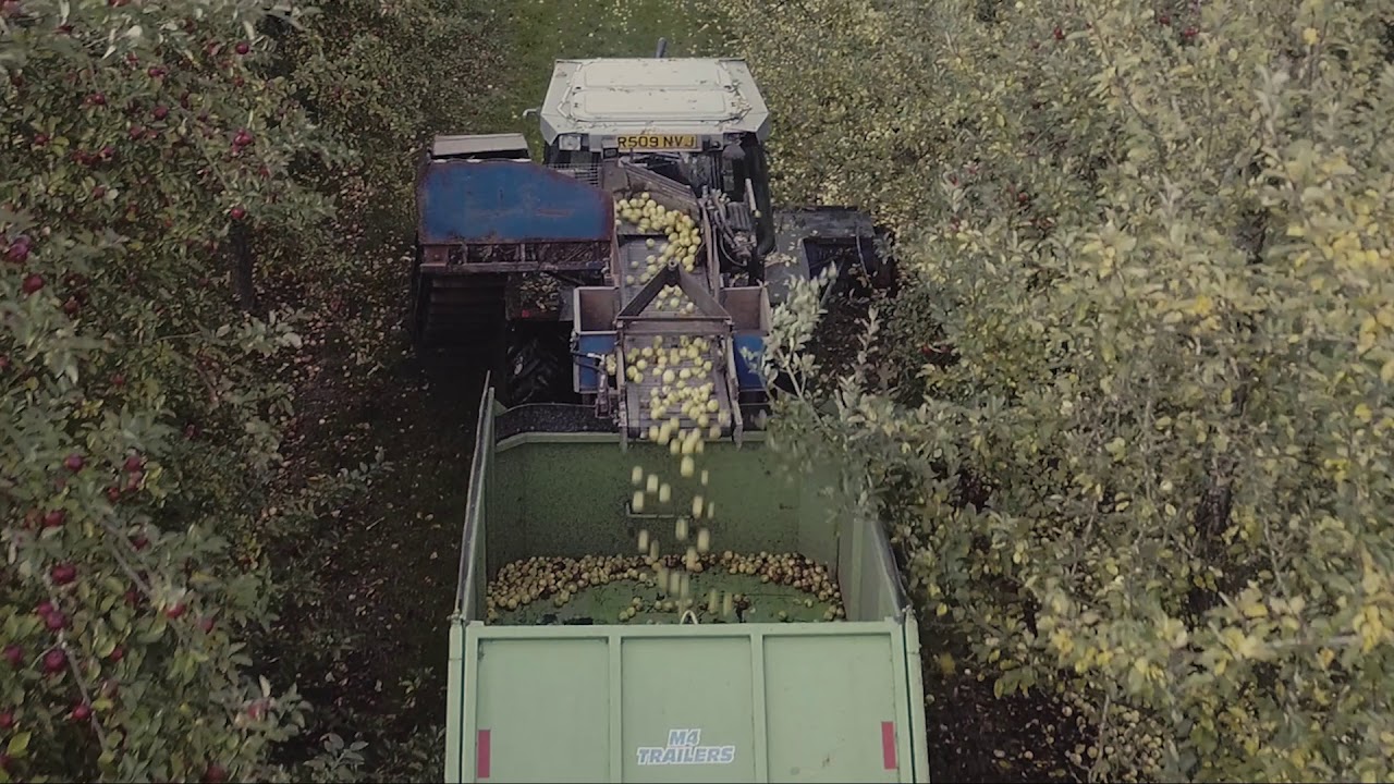 Apple Orchard, Herefordshire, UK YouTube