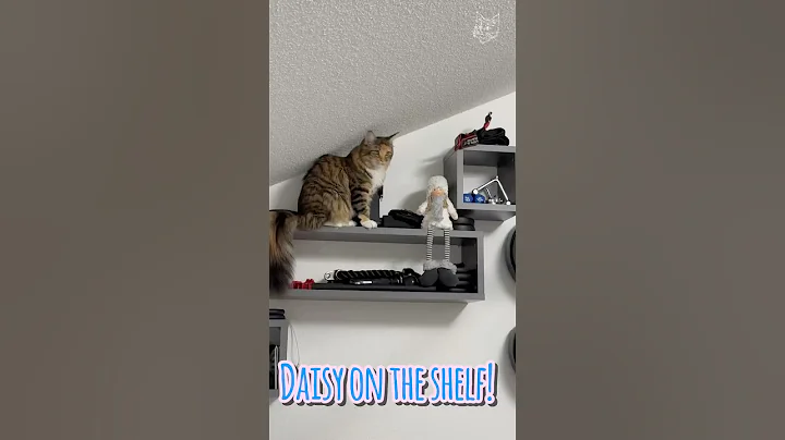 Video 11658681: mainecoon cat funnycat, mainecoon cute funnycats, maine coon explores