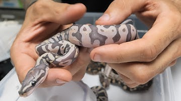 Looking at CLUES for Ball Python Genetics
