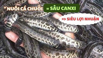 Mô hình nuôi cá chuối hoa bằng sâu canxi siêu lợi nhuận | Thủy sản Hùng Tiến