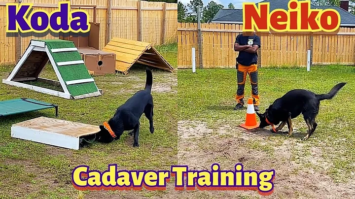 Neiko & Koda Cadaver Dog Training Day 1