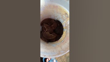 đặt bẫy dính toàn chuột đẹp#short