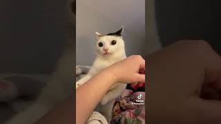 cat bites owner, instantly regrets it  Dhar Mann, probably