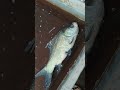 #fish #fish #fishing #reelschallengereelschallenge