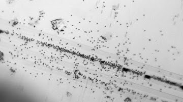 Dielectrophoresis: assembly line