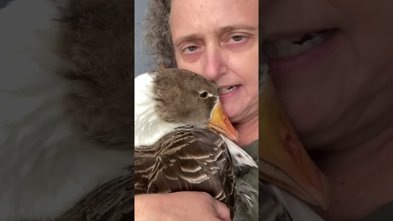 Cuddly house goose - Regina