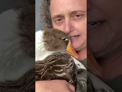 Cuddly house goose - Regina