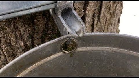 Tapping the maple bush part 2