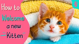How to Welcome a New Kitten Home | Furry Feline Facts
