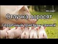 Сердечный приступ у свиней. Аптечка скорой помощи в свинарнике обязательно.