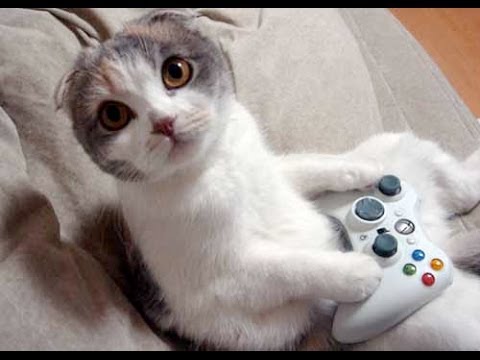 Gaming Cat Gaming Cat