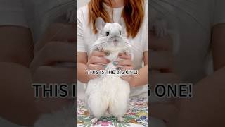 Not All Chinchillas Are This Big