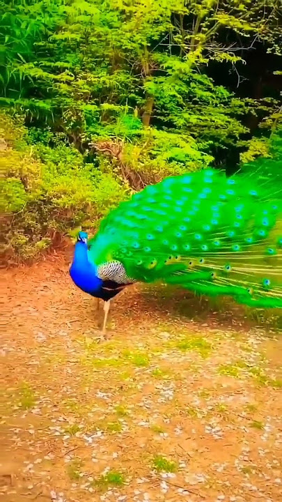 peacock nice voice