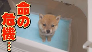 The puppy's body temperature dropped rapidly and he started shivering... by 豆柴おもしろ4兄妹 129,871 views 12 days ago 13 minutes, 44 seconds