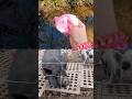Kids Learn | Animal Names at the Brook: Pig Lion Cat Snake Owl