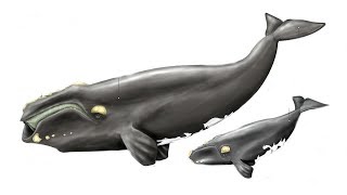 All Right Whales Species  Species List