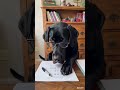 #dogdog #dog #dogs #blackdog #work #homework #shorts #trending