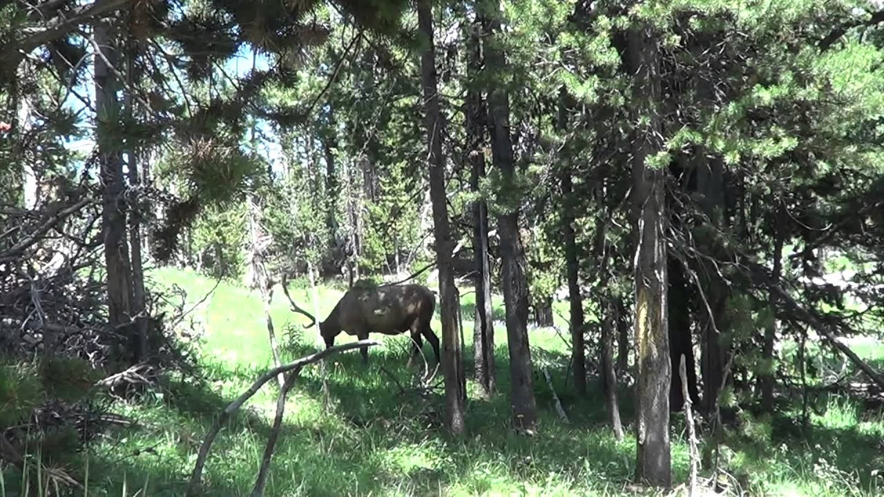 Elk grazing in Yellowstone National Park - YouTube