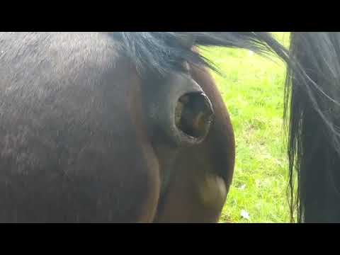 Horse Poops 6 