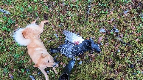 Последняя охота на глухаря по чернотропу. 30.10.25.