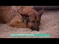 Lucca: The Bravest Dog Alive | This Morning