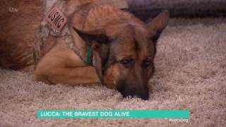 Lucca: The Bravest Dog Alive | This Morning