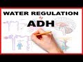 Water Regulation by Antidiuretic Hormone (ADH)