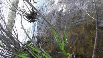 Eric Schrock - YakAttack ParkNPole