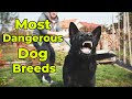 Top Dog Breeds For Protection(2021) | Top 10 Dog Attack Breeds