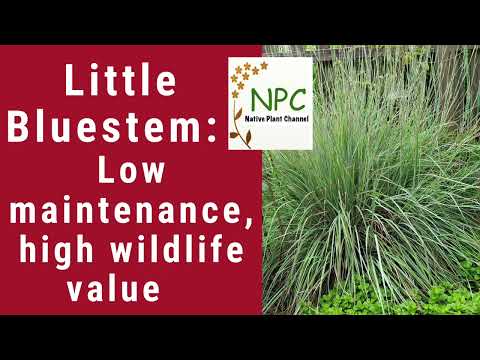 Video: Little Bluestem Information - How To Grow Little Bluestem In Lawns And Gardens