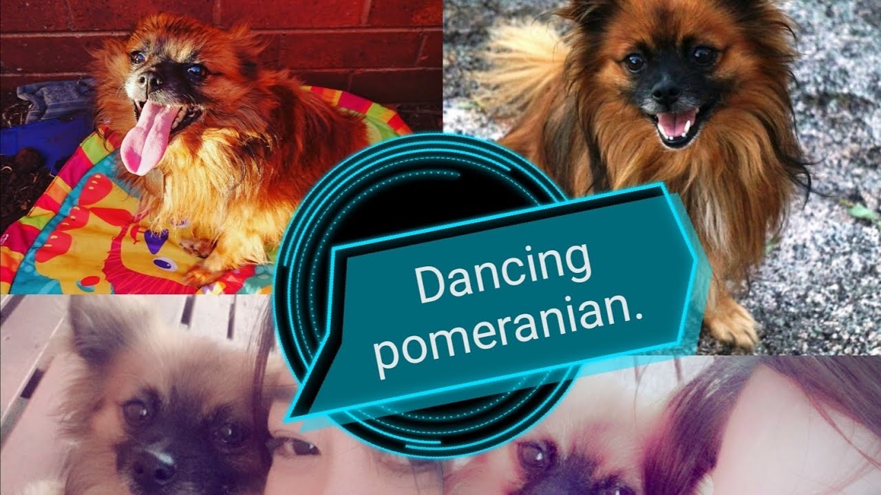 Dancing pomeranian YouTube