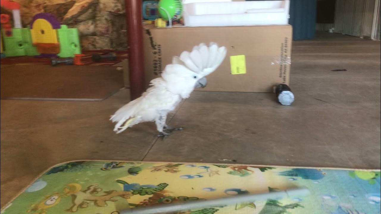 Cockatoo loves making noise YouTube