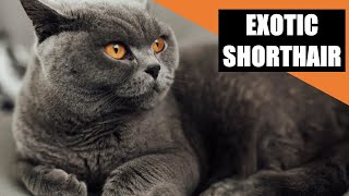 EXOTIC SHORTHAIR - In 1 Minute! 🐱 Must Watch BEFORE Getting an EXOTIC SHORTHAIR CAT by CatTube 39 views 1 year ago 1 minute, 9 seconds