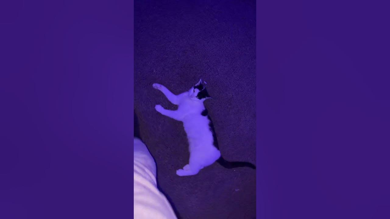 my-cat-makes-weird-noises-youtube
